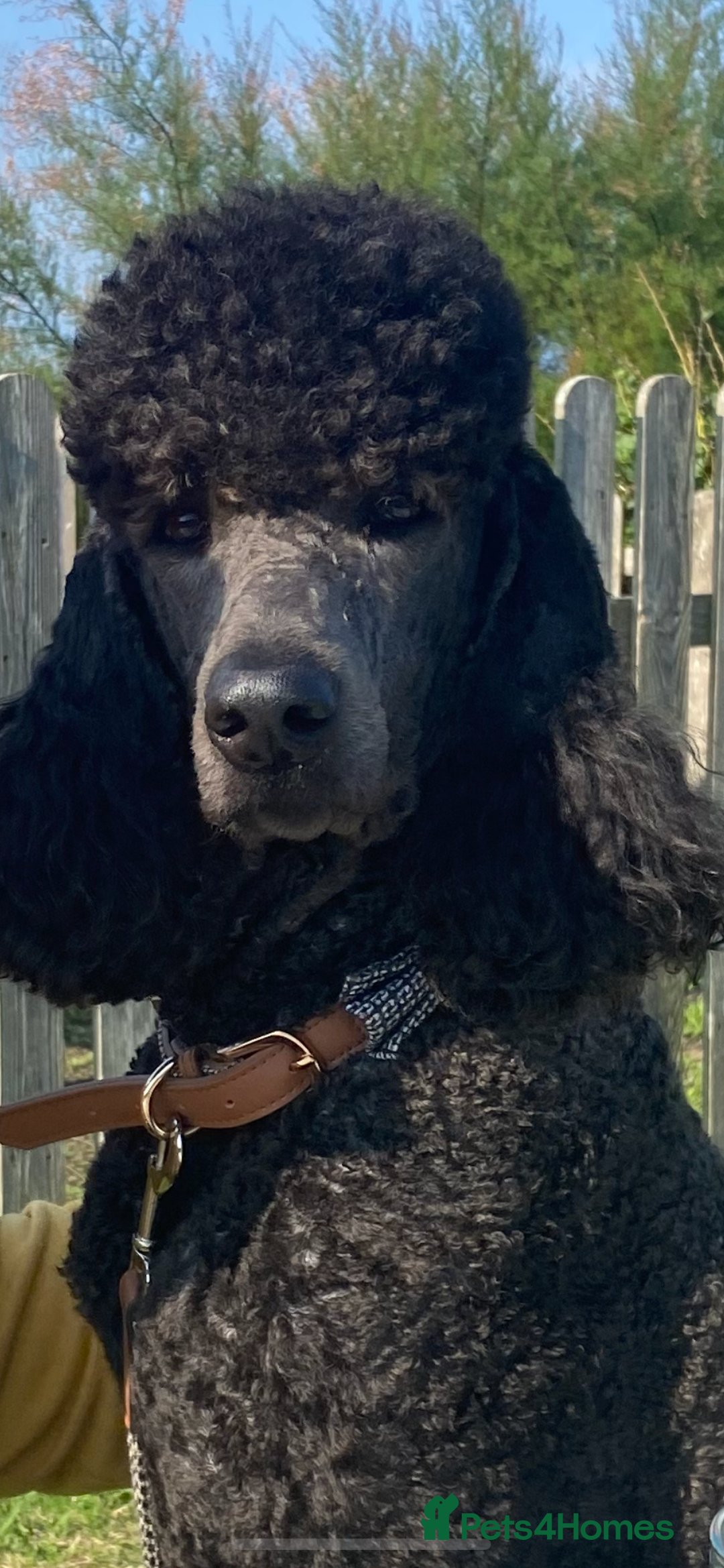 Mixed Breed dogs for sale: Up and coming  - Image 3