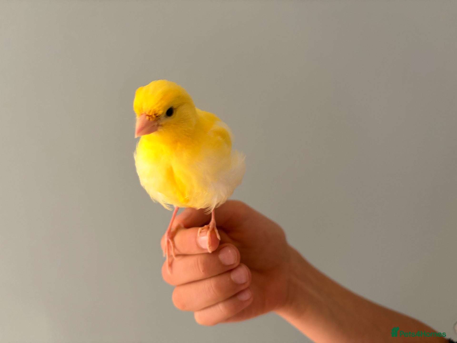 Canaries birds Yellow baby hand tamed canary - Advert 3