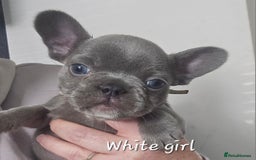 French Bulldog dogs for sale: Beautiful French bulldog puppies - Image 14