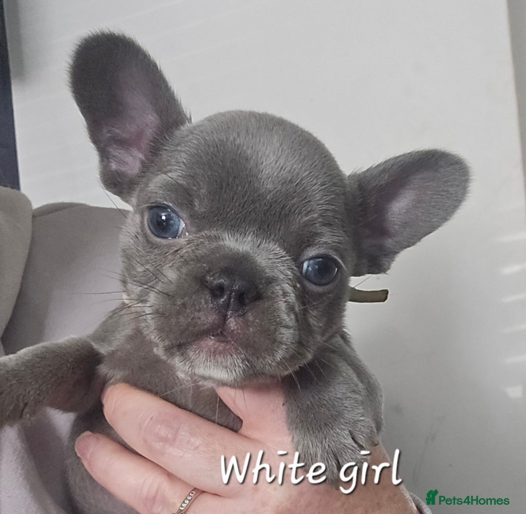 French Bulldog dogs for sale: Beautiful French bulldog puppies - Image 14