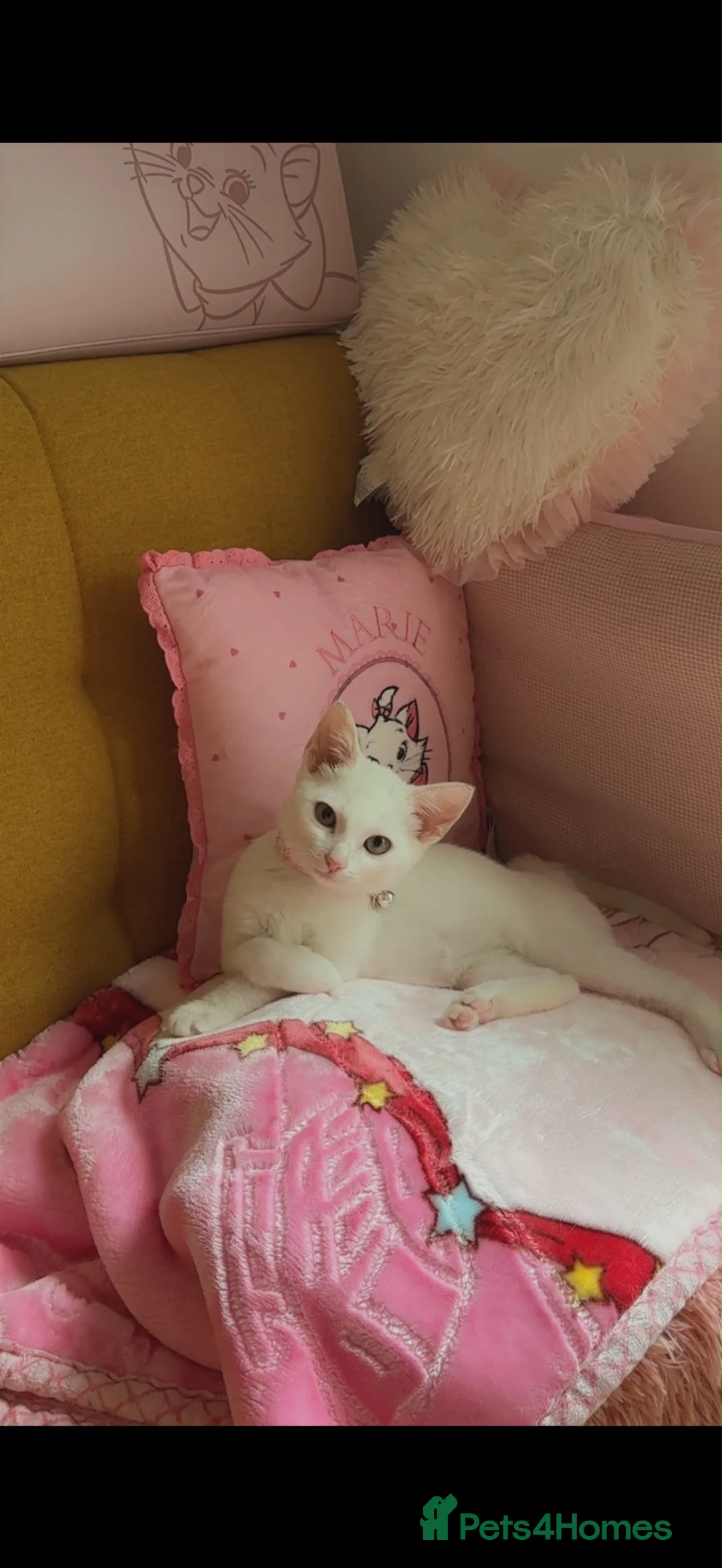 Domestic Shorthair cats for sale: Beautiful Kitten needs new home - Advert 1