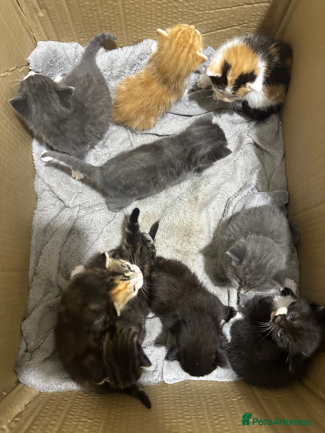 Norwegian Forest Cat cats for sale: Kittens for sale  - Advert 19