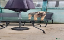 Border Terrier dogs for sale: Border Terrier Bitch - Image 5