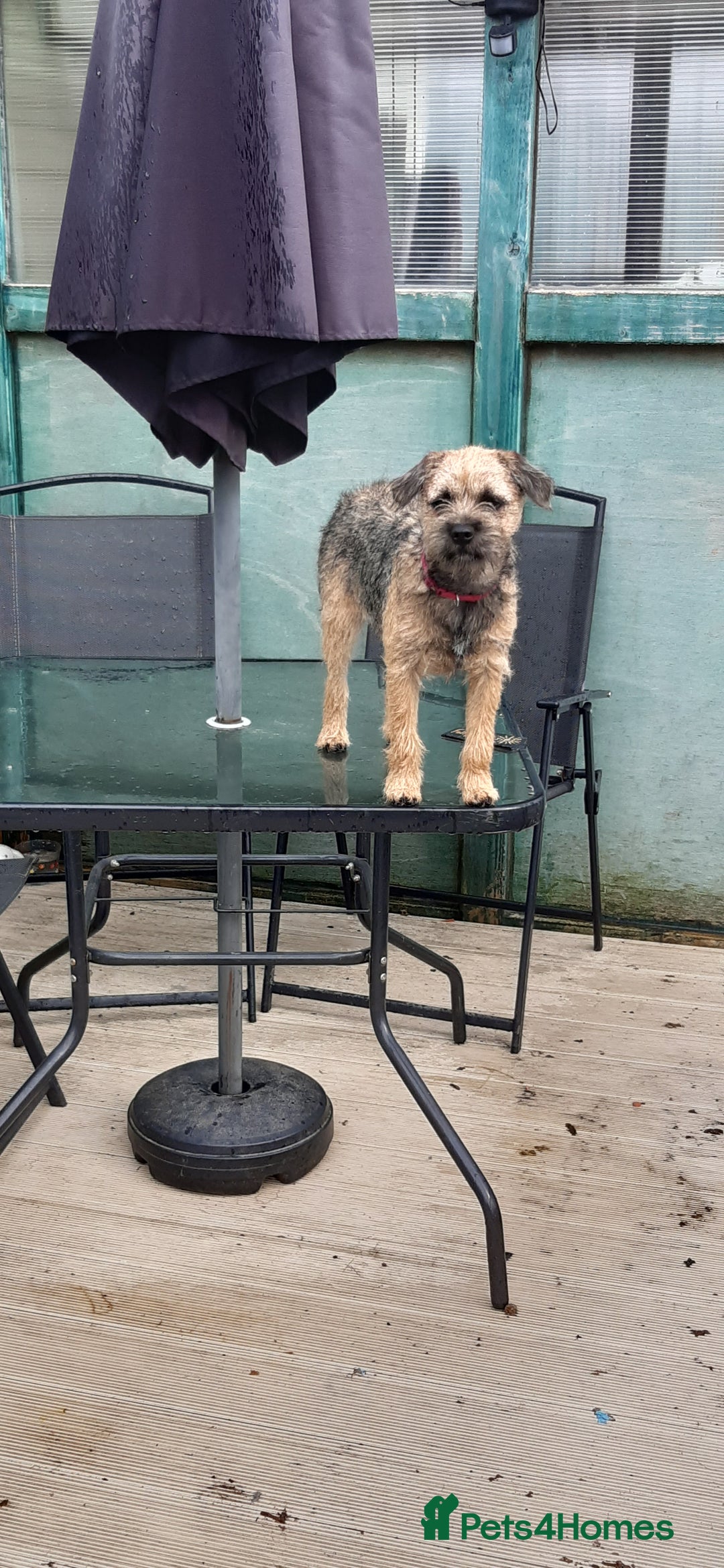 Border Terrier dogs for sale: Border Terrier Bitch - Image 5