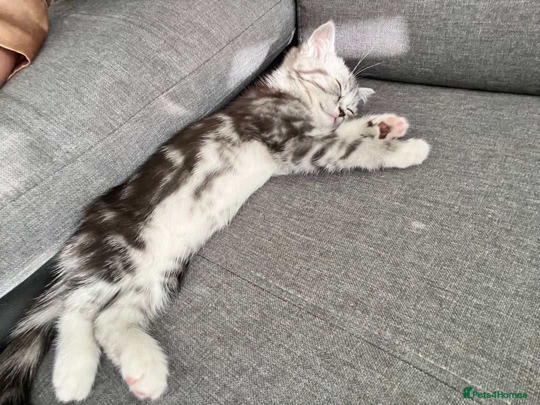 Persian cats for sale: 1 Silver Doll Faced X Persian female kitten - Image 11