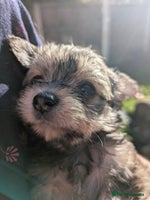 Chipoo dogs Non shed, health tested chipoos - Advert 5