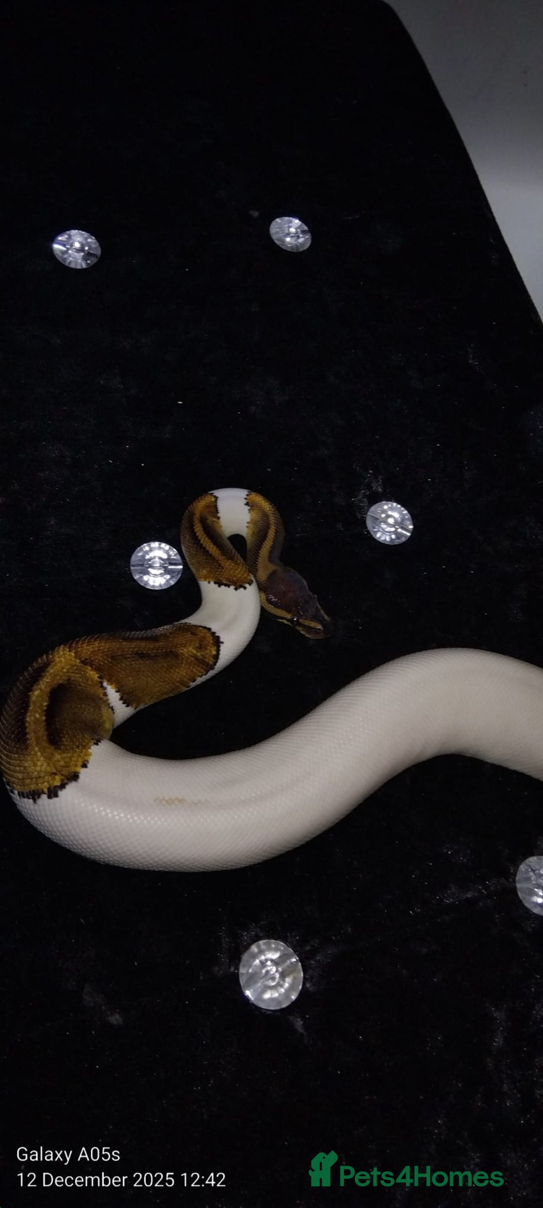 Python Snake reptiles for sale: Ball python  - Advert 10