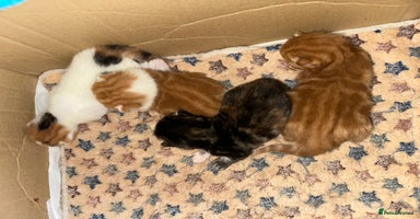Norwegian Forest Cat cats - Advert 5