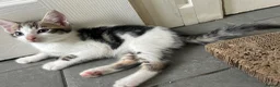Mixed Breed cats for sale: Two gorgeous boy kittens ready to leave  - Advert 12