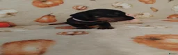 Miniature Dachshund dogs for sale: Miniat Dachshund puppy READY TO LEAVE  - Advert 14
