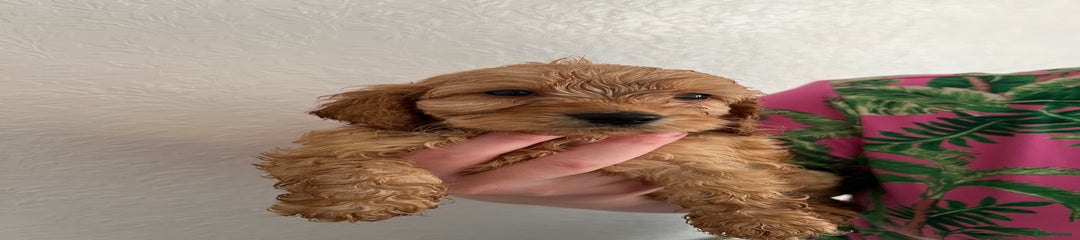 Cockapoo Puppy 2