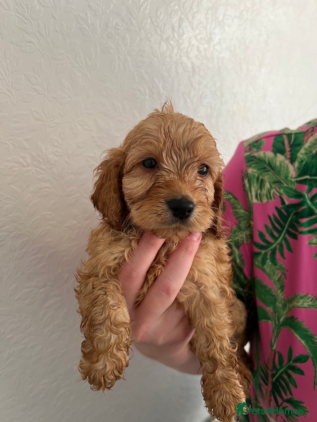 Cockapoo dogs for sale: Fluffy F1 puppies ready 27-09  - Image 7