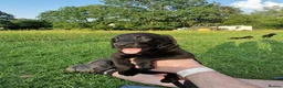 Labrador Retriever dogs for sale: 5 beautiful labrador pups looking forever homes  - Advert 9