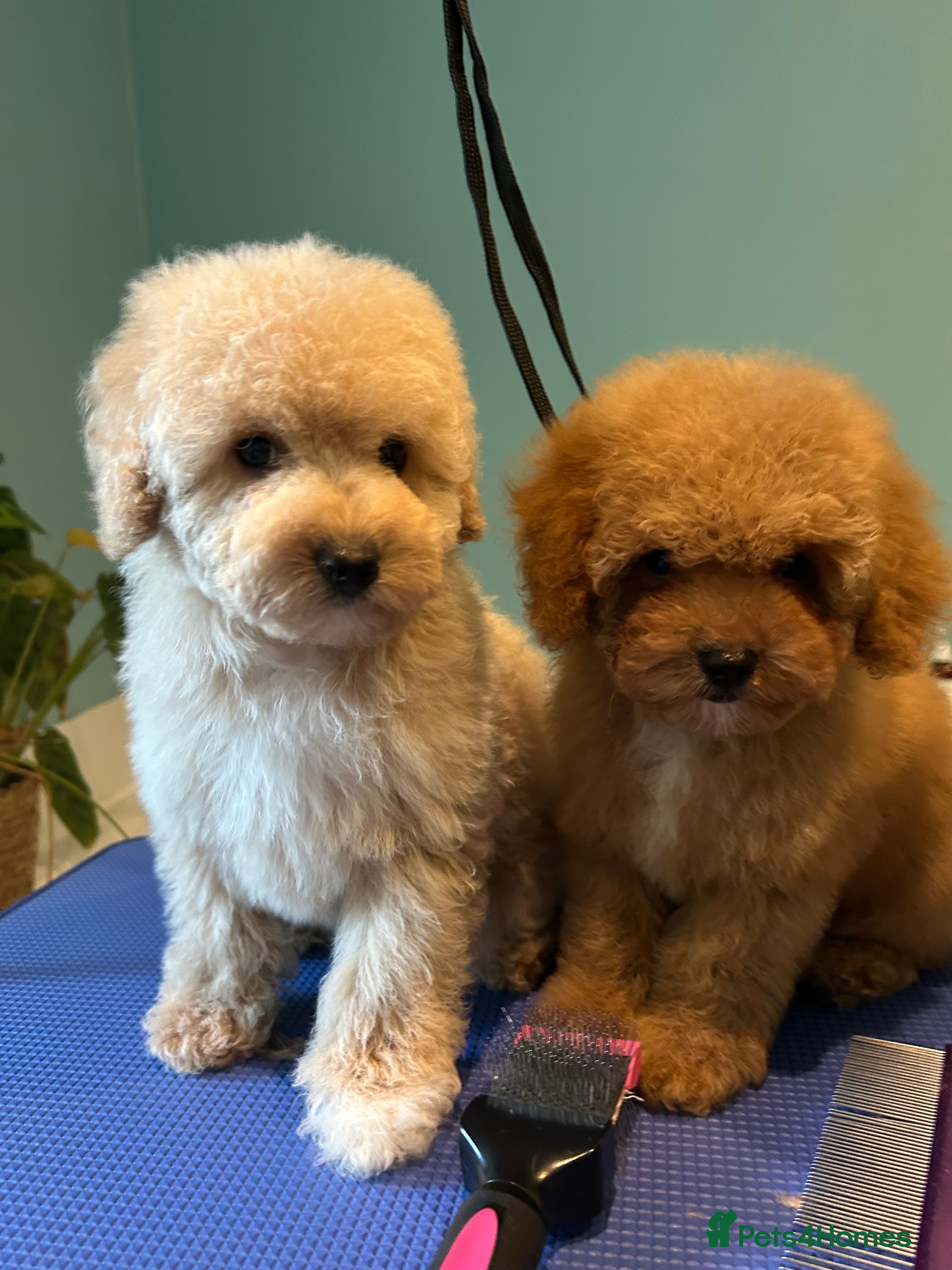 Miniature Poodle dogs Miniature/toy Poodle Puppies. Can leave January - Advert 2