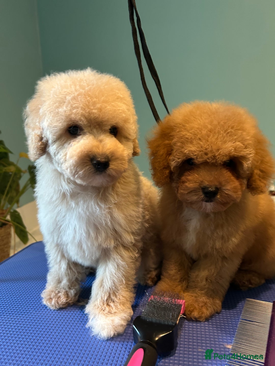 Miniature Poodle dogs for sale: Toy poodle puppies. Ready now.  - Advert 1