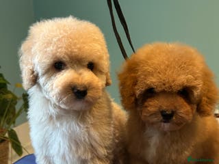 Miniature Poodle dogs Toy poodle puppies. Ready now. - Advert 12
