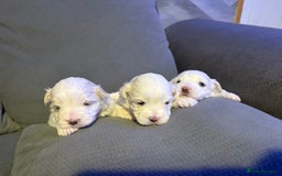 Maltese dogs for sale: Beautiful Maltese puppies for sale - Advert 6