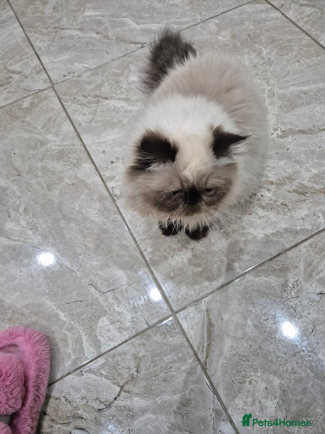 Tibetan cats for sale:  2 males  - Advert 1