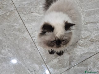 Tibetan cats 2 males - Advert 2