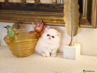 Persian cats Stunning TICA Blue Eye Persian Babies - Advert 2