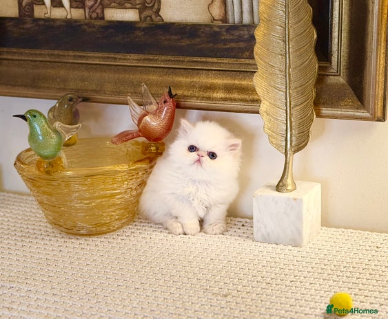 Persian cats Stunning TICA Blue Eye Persian Babies - Advert 10