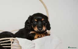 Miniature Dachshund dogs for sale: 🌿🌸🌳KC LONGHAIR MINI DACHSHUND PUPS🌳🌸🌿 - Image 26