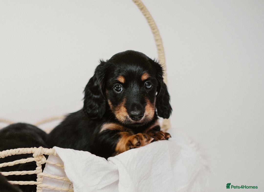 Miniature Dachshund dogs for sale: 🌿🌸🌳KC LONGHAIR MINI DACHSHUND PUPS🌳🌸🌿 - Image 26