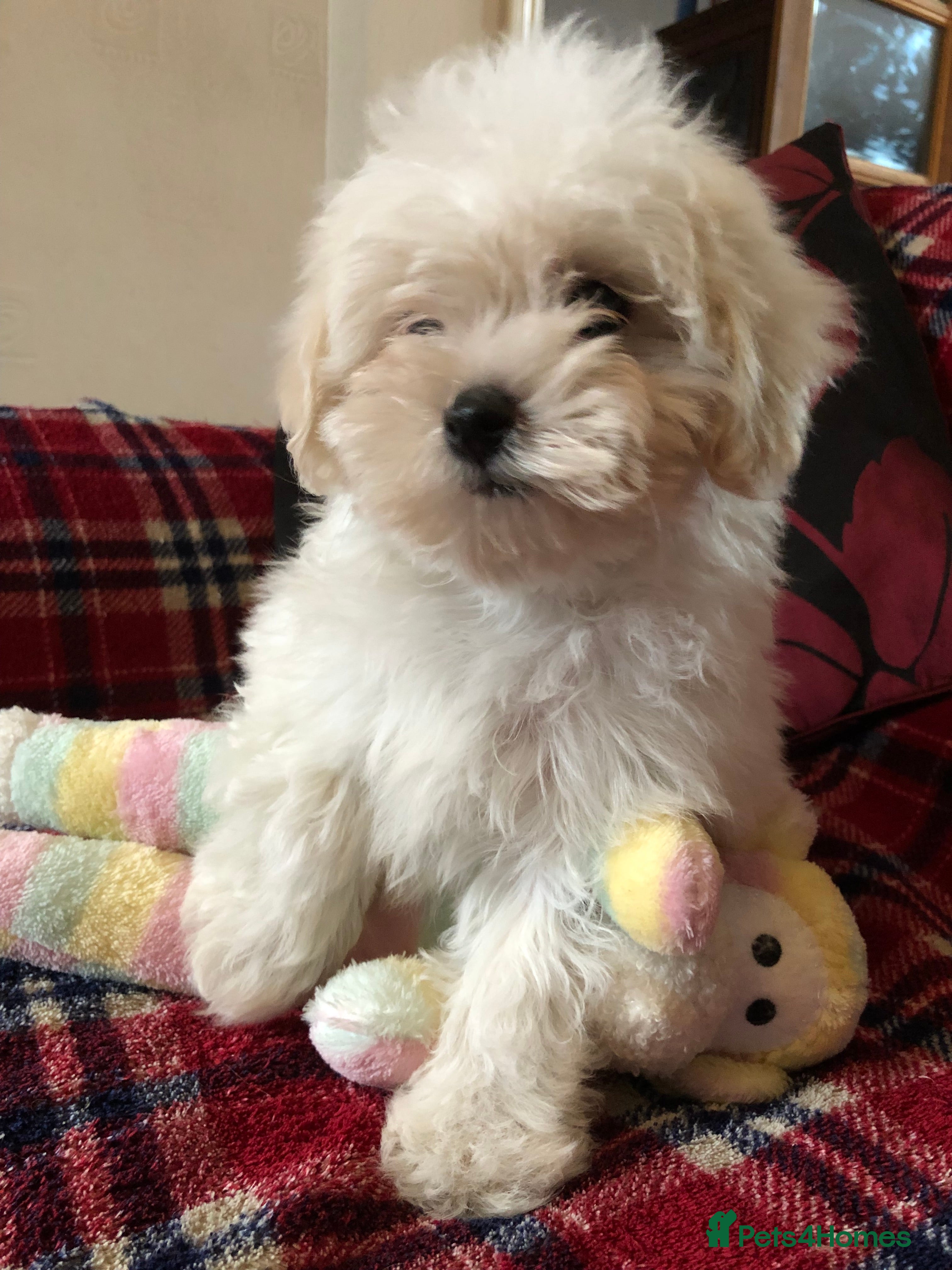 Maltipoo dogs Maltipoo puppies for sale  - Advert 2