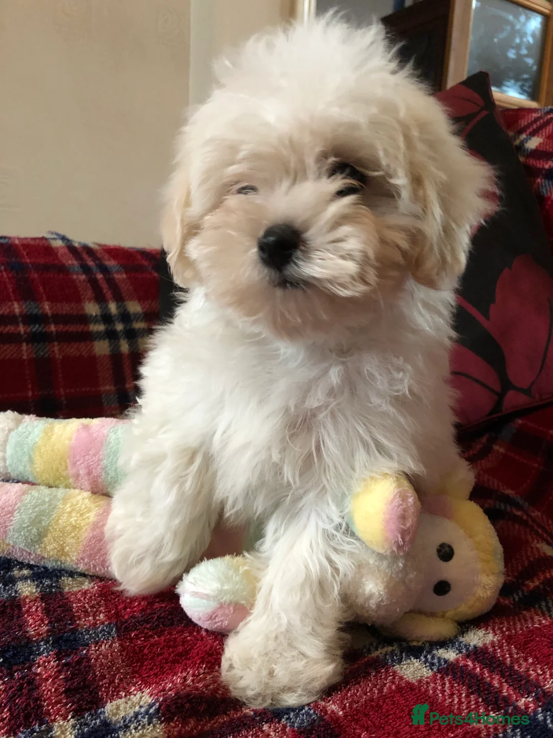 Maltipoo dogs for sale: Maltipoo puppies for sale  - Advert 1