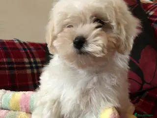 Maltipoo dogs Maltipoo puppies for sale - Advert 1