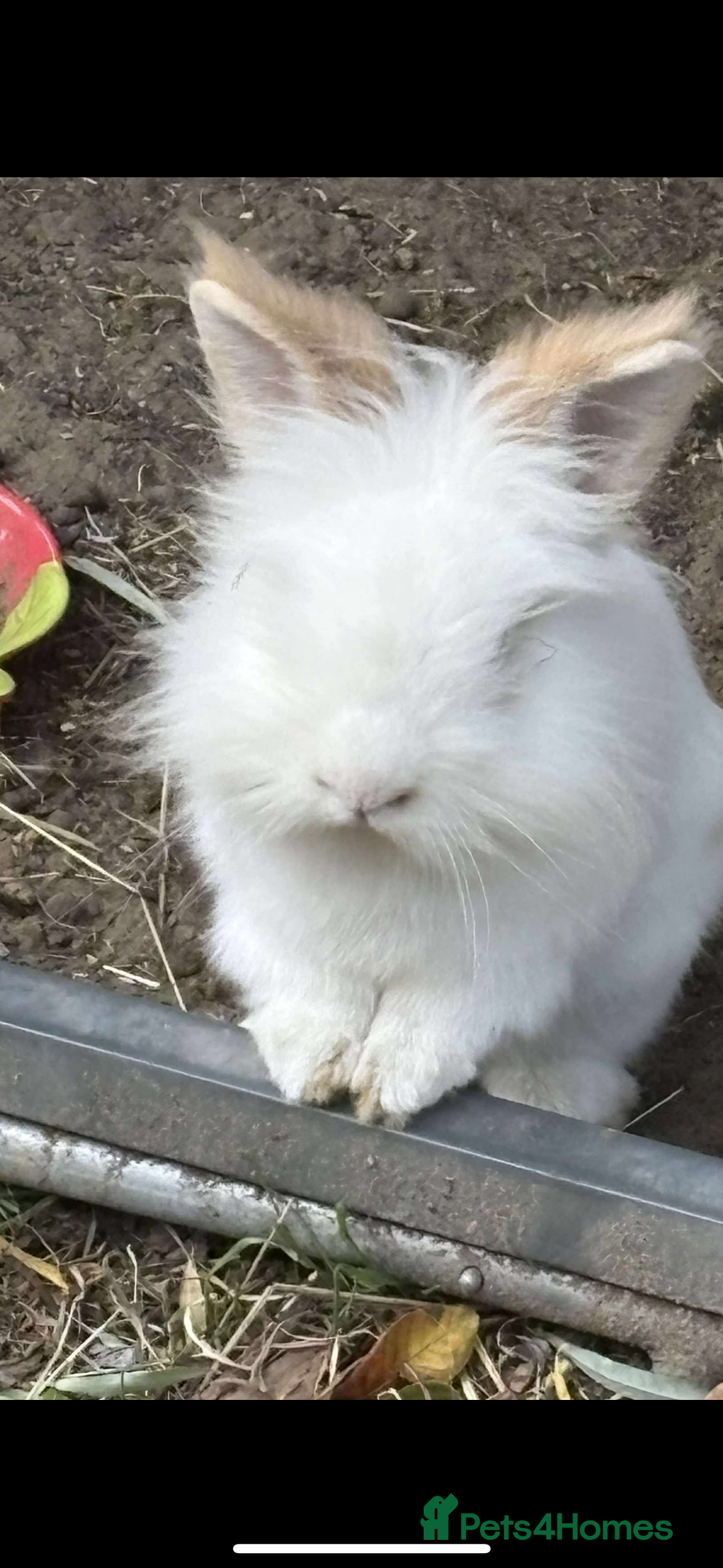 Mixed Breed rabbits for sale: Beautiful babies  - Advert 11