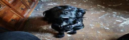Cocker Spaniel dogs for sale: 2.5 year old Female Cocker Spaniel for new home  - Advert 2