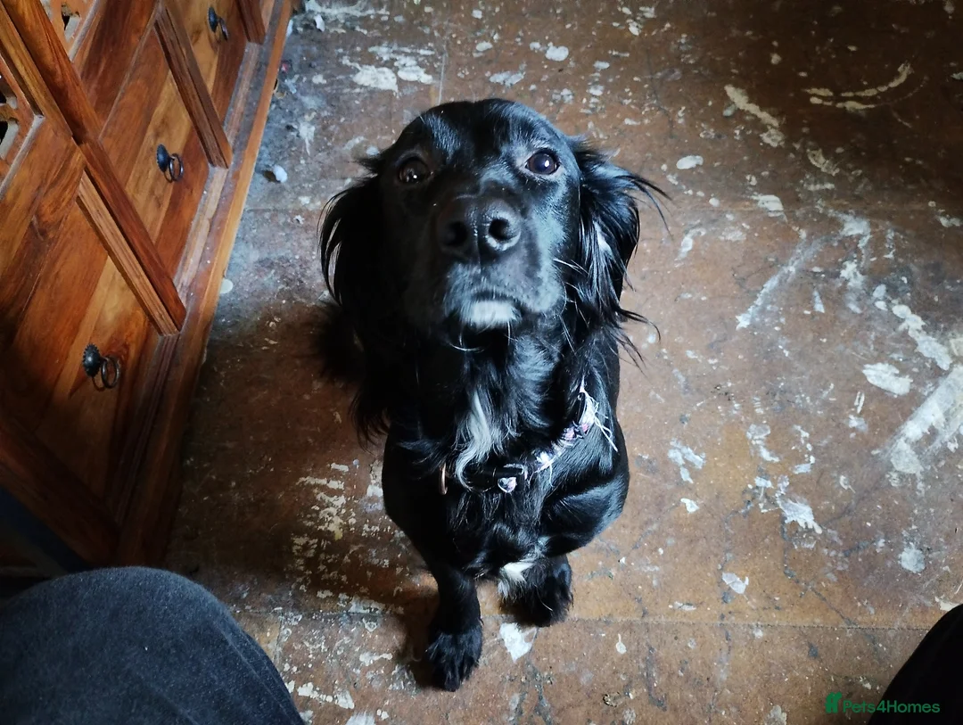 Cocker Spaniel dogs for sale: 2.5 year old Female Cocker Spaniel for new home  - Advert 2
