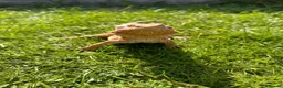 Bearded Dragon reptiles for sale: Friendly bearded dragon in Clevedon - Advert 4