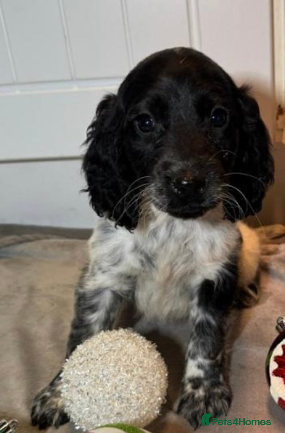 Cockapoo dogs for sale: Cockerpoo puppy - Advert 6