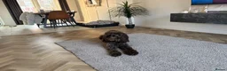 Cockapoo dogs for stud: Stud. in Wallsend - Advert 5