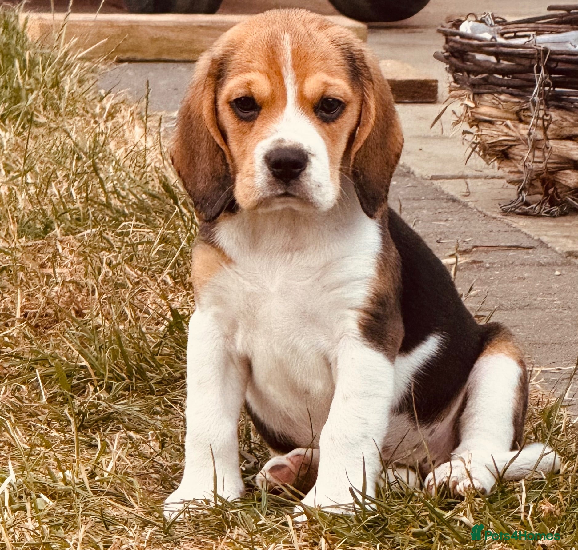 Beagle dogs 🐶⭐️Gorgeous Beagle puppies⭐️🐶 - Advert 1