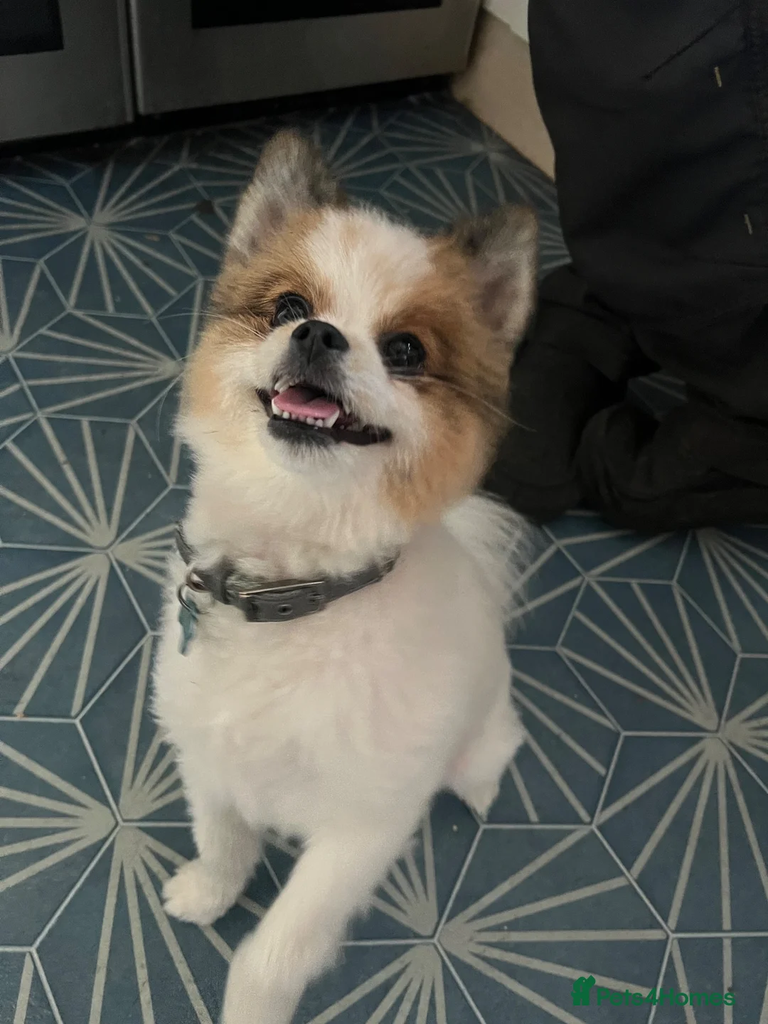 Pomeranian dogs for sale: Male Pomeranian  - Advert 6