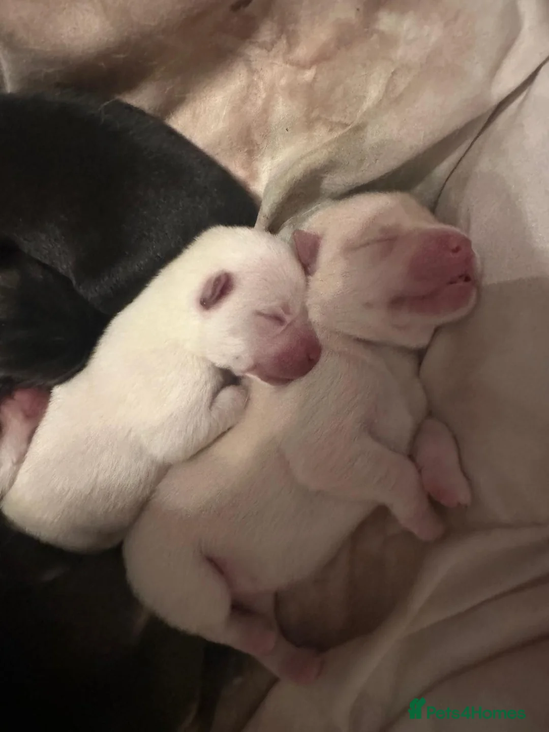 Mixed Breed dogs for sale: adorable male Chowski pup for sale - Advert 28