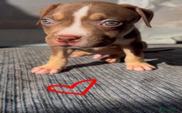 American Bully dogs for sale: Beautiful American Bullies (NOT XL) - Image 3
