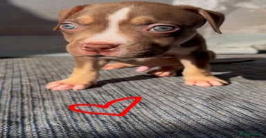 American Bully dogs - Advert 10