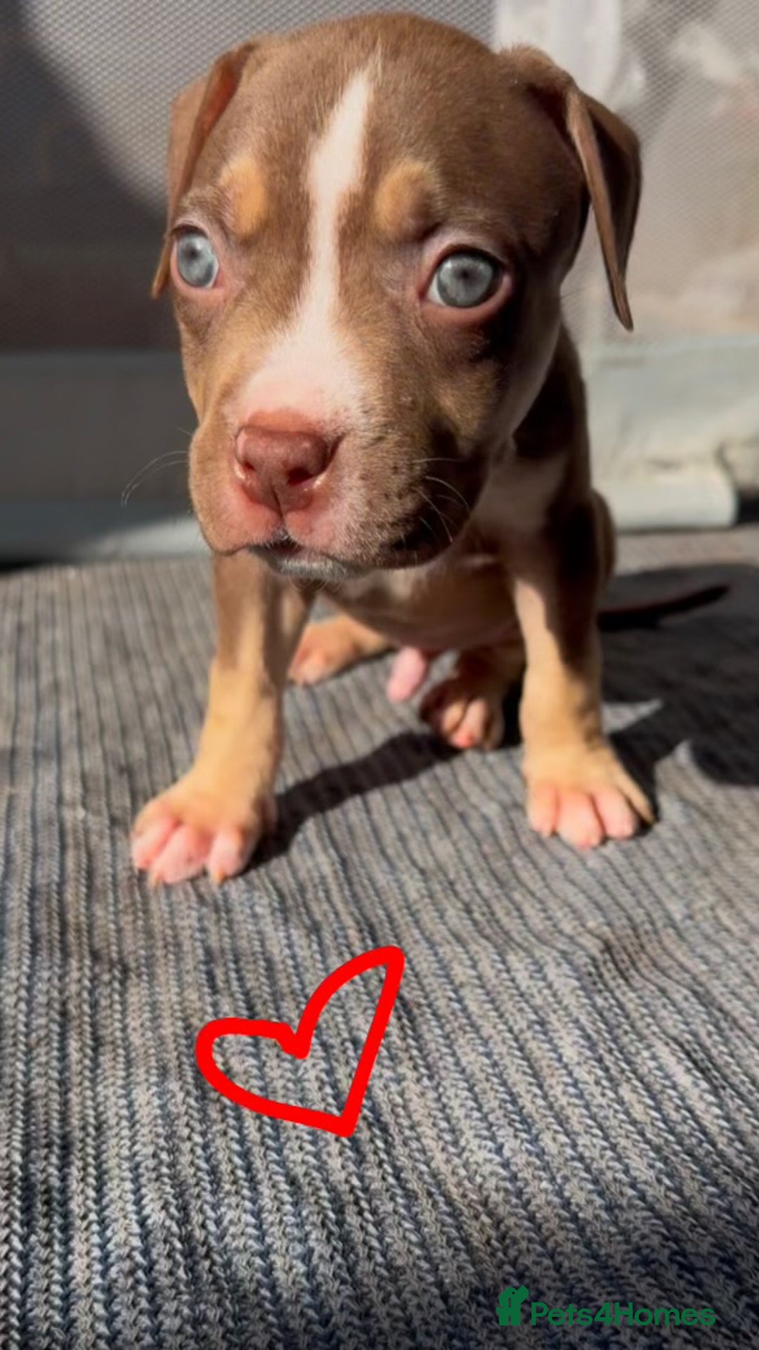 American Bully dogs for sale: Beautiful American Bullies (NOT XL) - Image 3