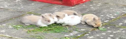 Lionhead rabbits for sale: Friendly Lionhead Baby Bunnies, Limited Available! in Smethwick - Advert 4