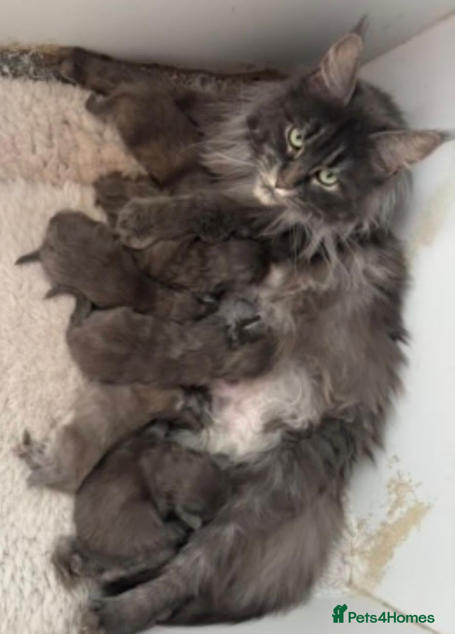 Maine Coon cats Adult female blue maine coon female cat  - Advert 2