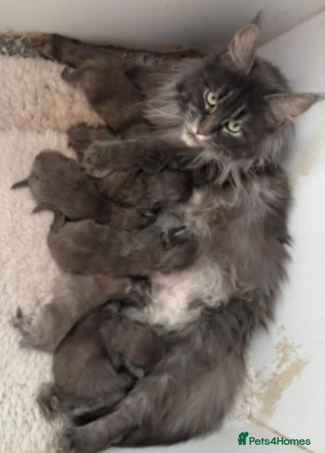 Maine Coon cats for sale: Adult female blue maine coon female cat  - Advert 1