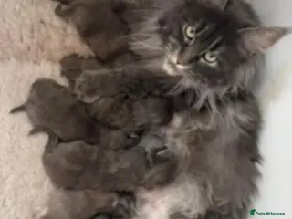 Maine Coon cats Adult female blue maine coon female cat - Advert 3