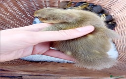 Ducks poultry for sale: Mixed Color Indian Runner Ducklings - Image 23