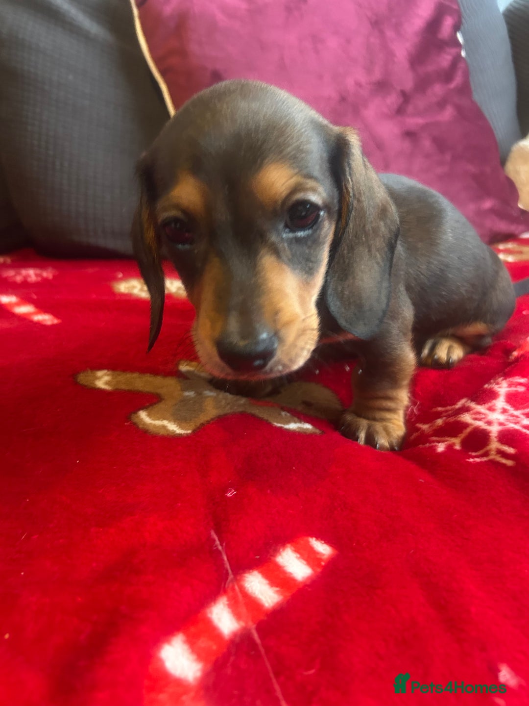 Miniature Dachshund dogs for sale: Miniature dachshund puppy’s  - Advert 16