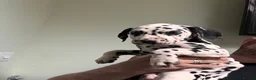 Dalmatian dogs for sale: **4 Left** Dalmatian Pups ready now - Advert 8