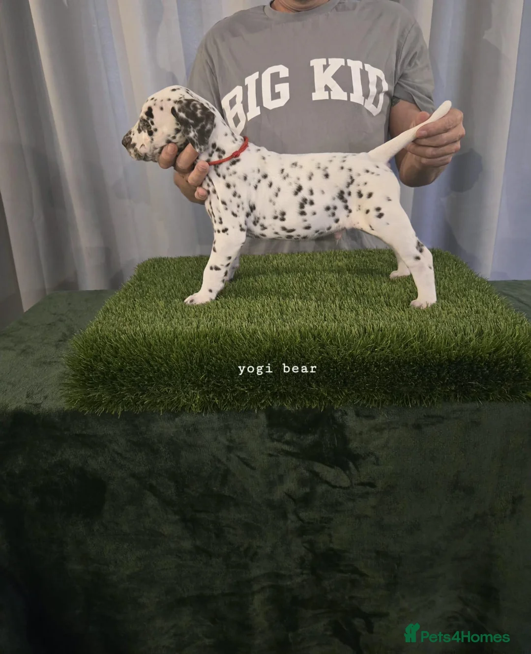 Dalmatian dogs for sale: 6 KC registered dalmatian puppies  - Advert 18